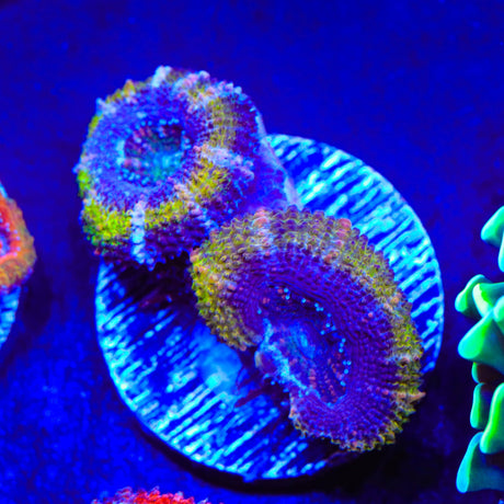 Rainbow Acan Coral