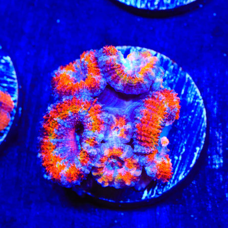 Rainbow Acan Coral