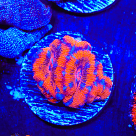 Rainbow Acan Coral