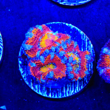 Rainbow Acan Coral