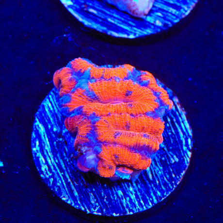 Rainbow Acan Coral