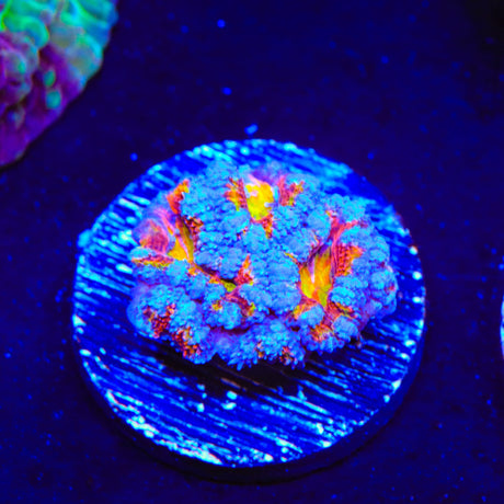 Rainbow Acan Coral