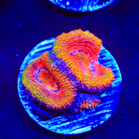 Rainbow Acan Coral