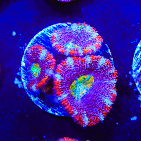 Rainbow Acan Coral