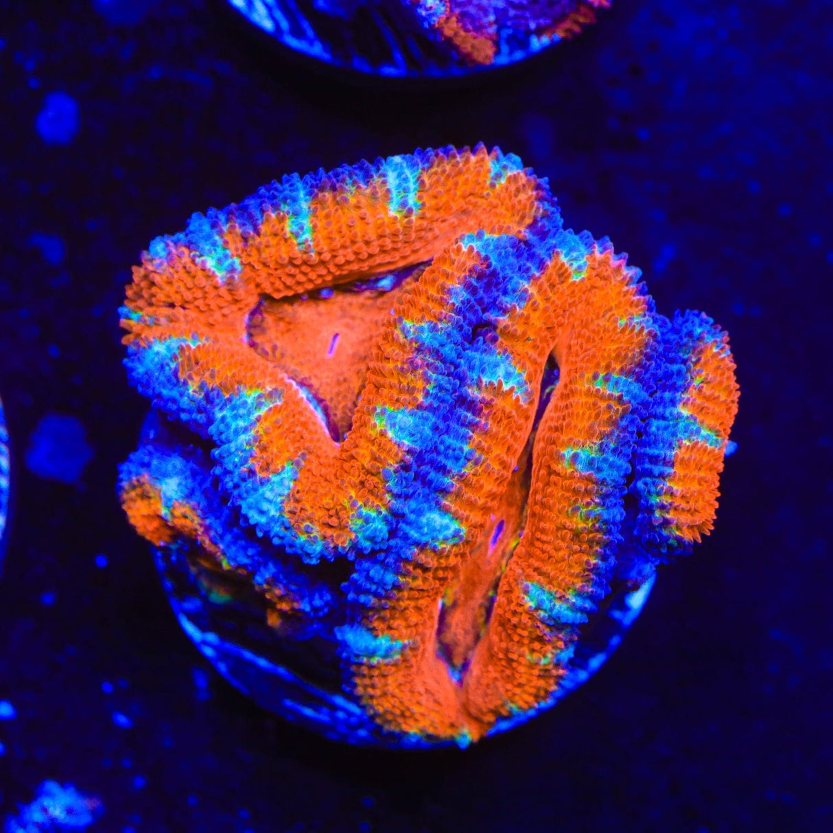 Rainbow Acan Coral