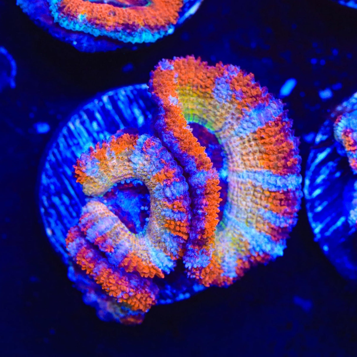 Rainbow Acan Coral