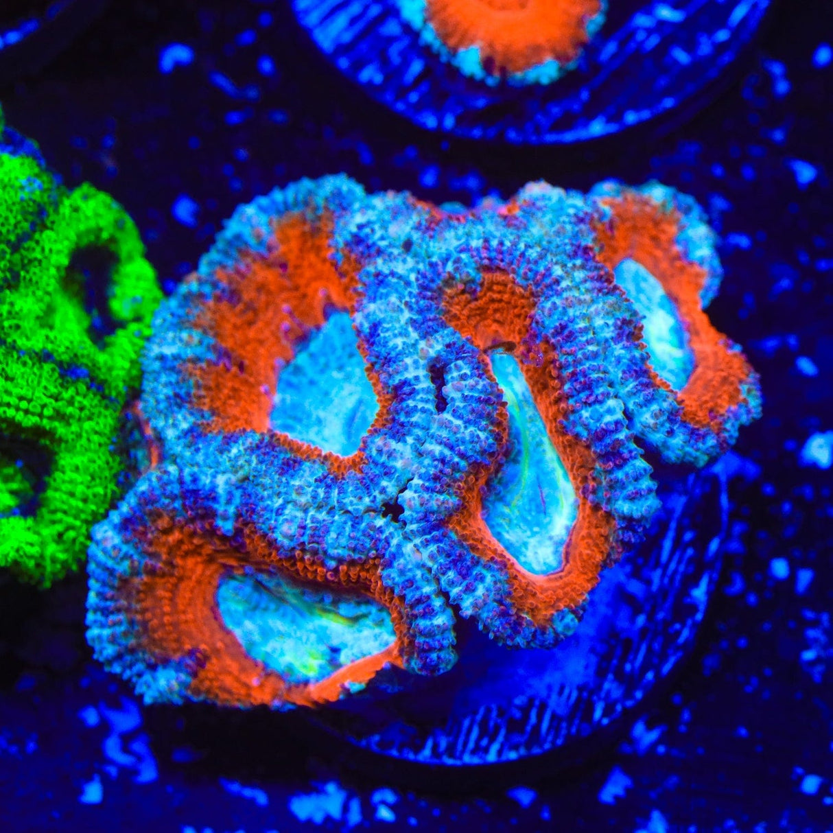 Rainbow Acan Coral