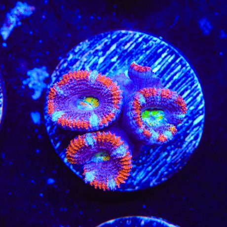 Rainbow Acan Coral