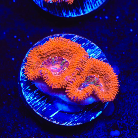 Rainbow Acan Coral