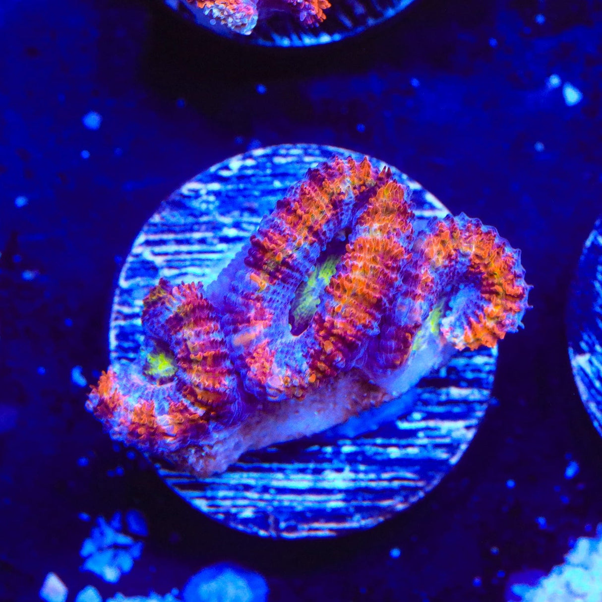 Rainbow Acan Coral
