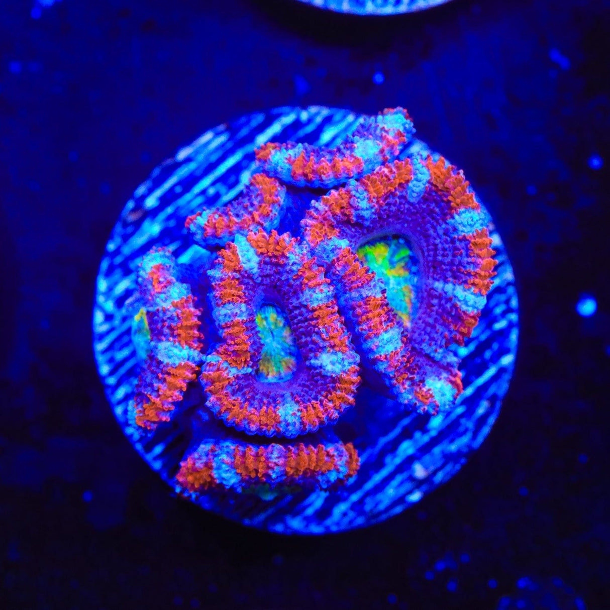 Rainbow Acan Coral