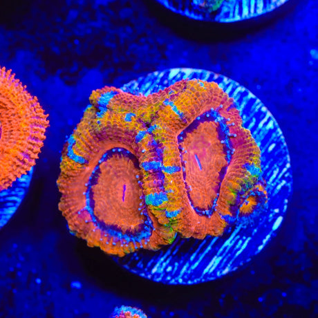 Rainbow Acan Coral