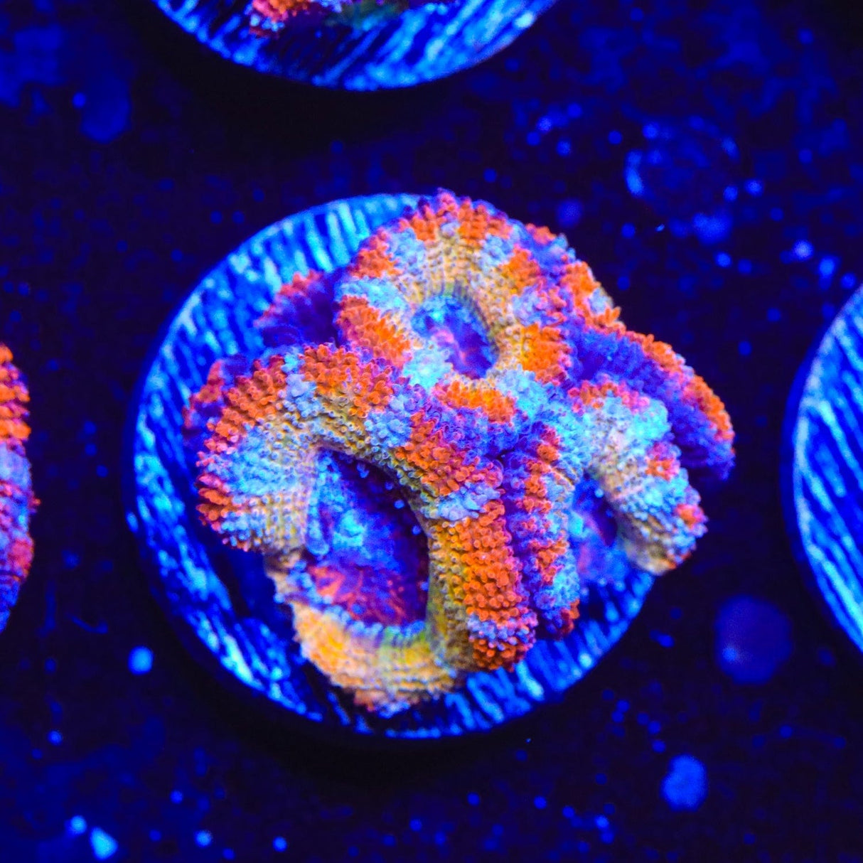 Rainbow Acan Coral
