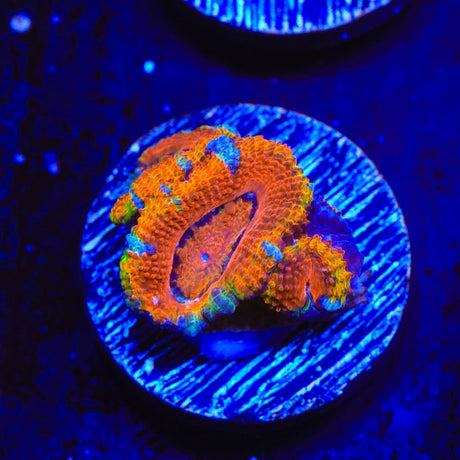 Rainbow Acan Coral