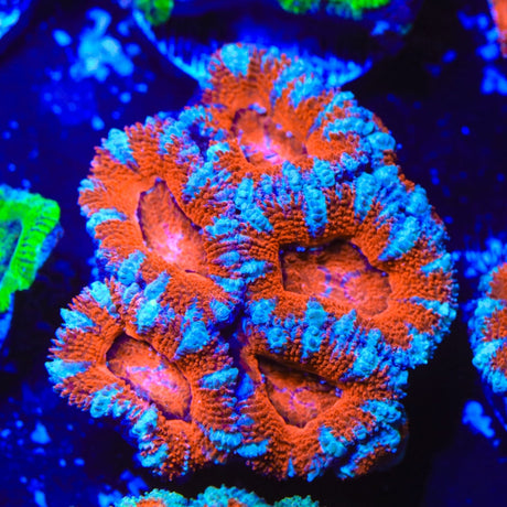 Rainbow Acan Coral