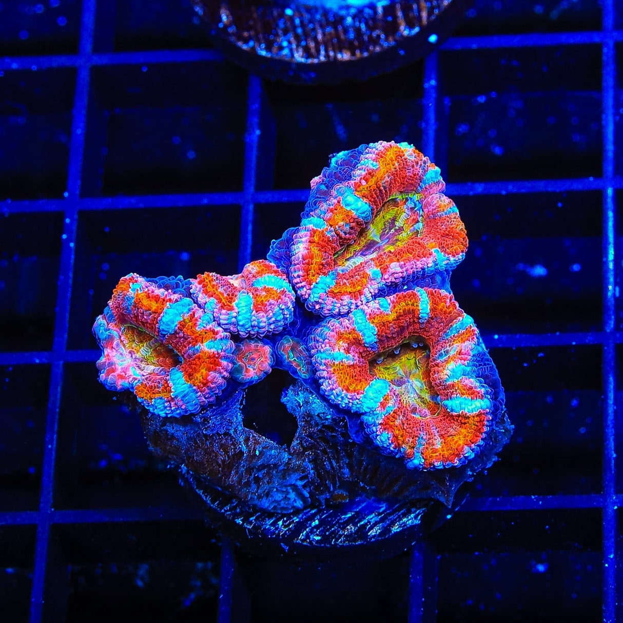 Rainbow Acan Coral