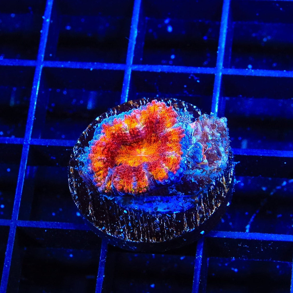 Rainbow Acan Coral