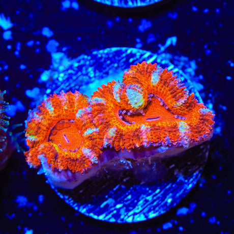 Rainbow Acan Coral