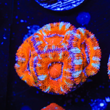 Rainbow Acan Coral