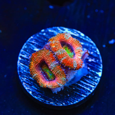 Rainbow Acan Coral