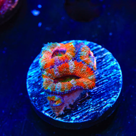 Rainbow Acan Coral