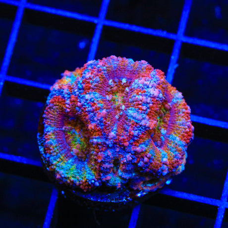 Rainbow Acan Coral