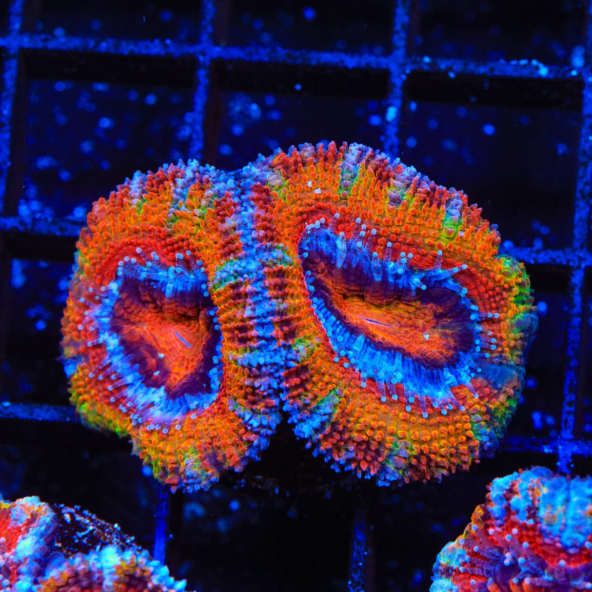 Rainbow Acan Coral