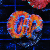 Rainbow Acan Coral