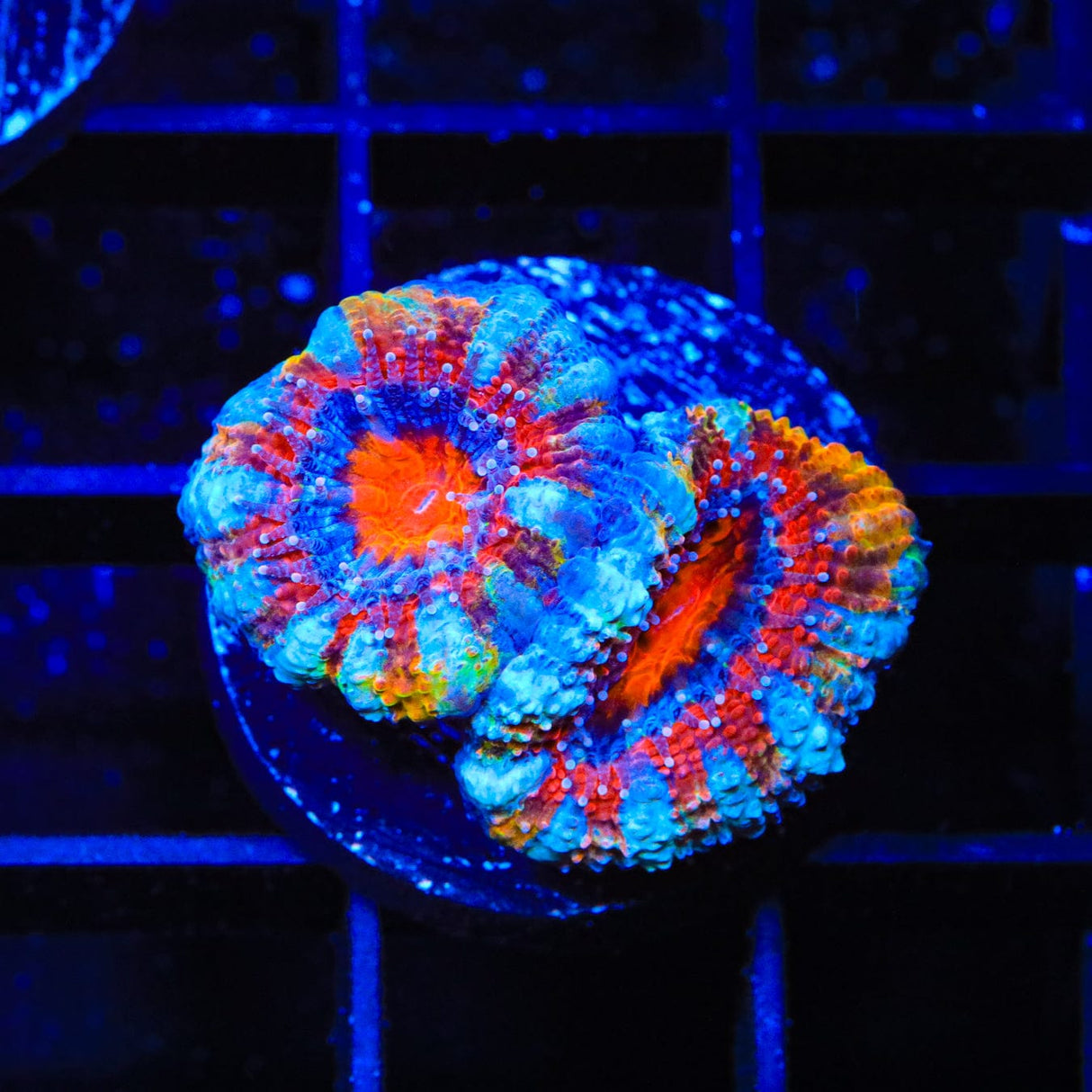 Rainbow Acan Coral