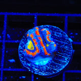 Rainbow Acan Coral