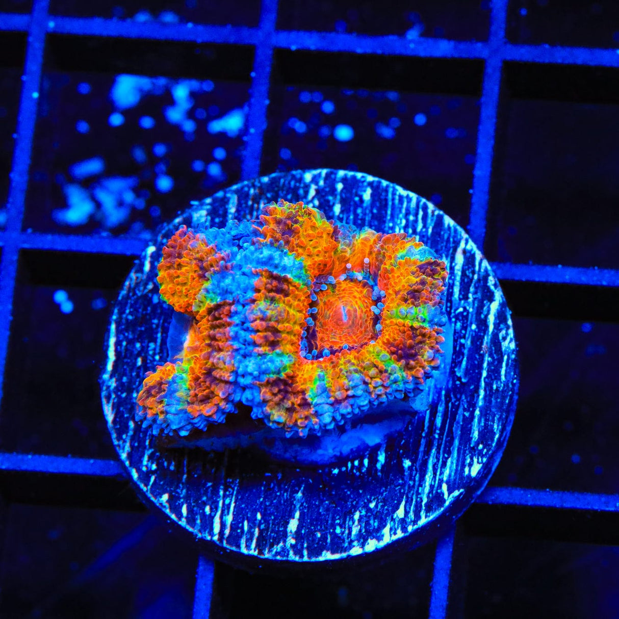 Rainbow Acan Coral