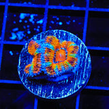 Rainbow Acan Coral