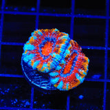 Rainbow Acan Coral
