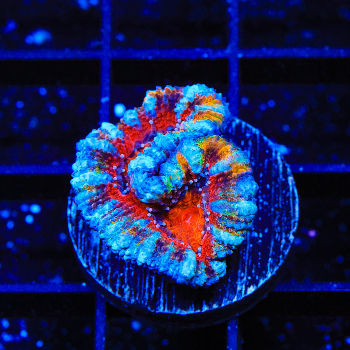 Rainbow Acan Coral