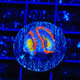 Rainbow Acan Coral