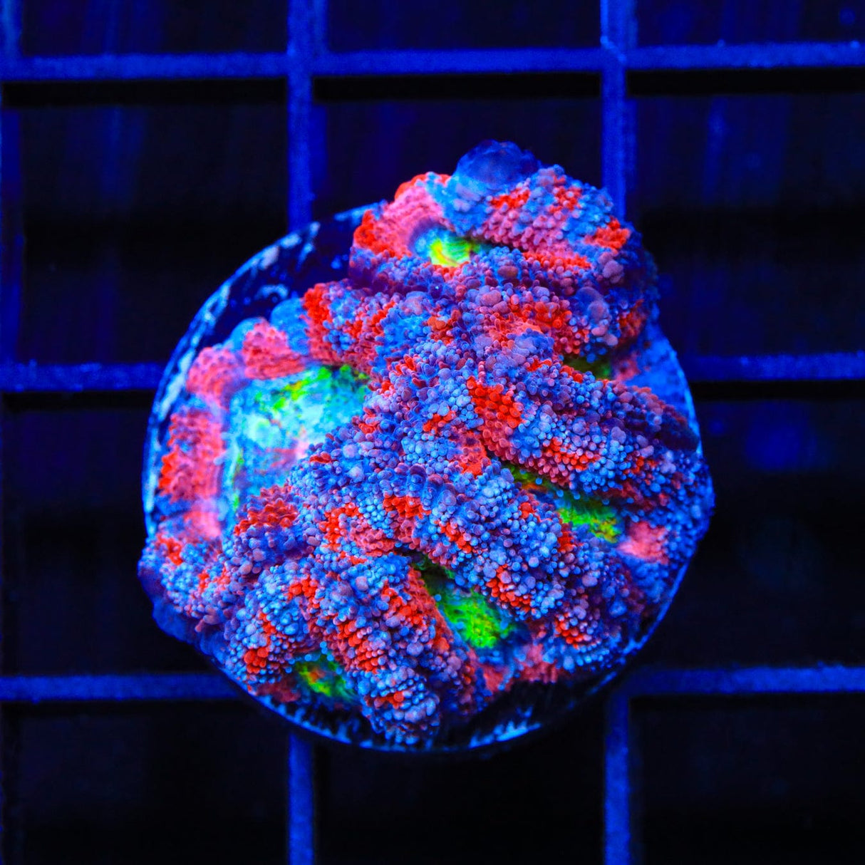 Rainbow Acan Coral