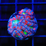 Rainbow Acan Coral