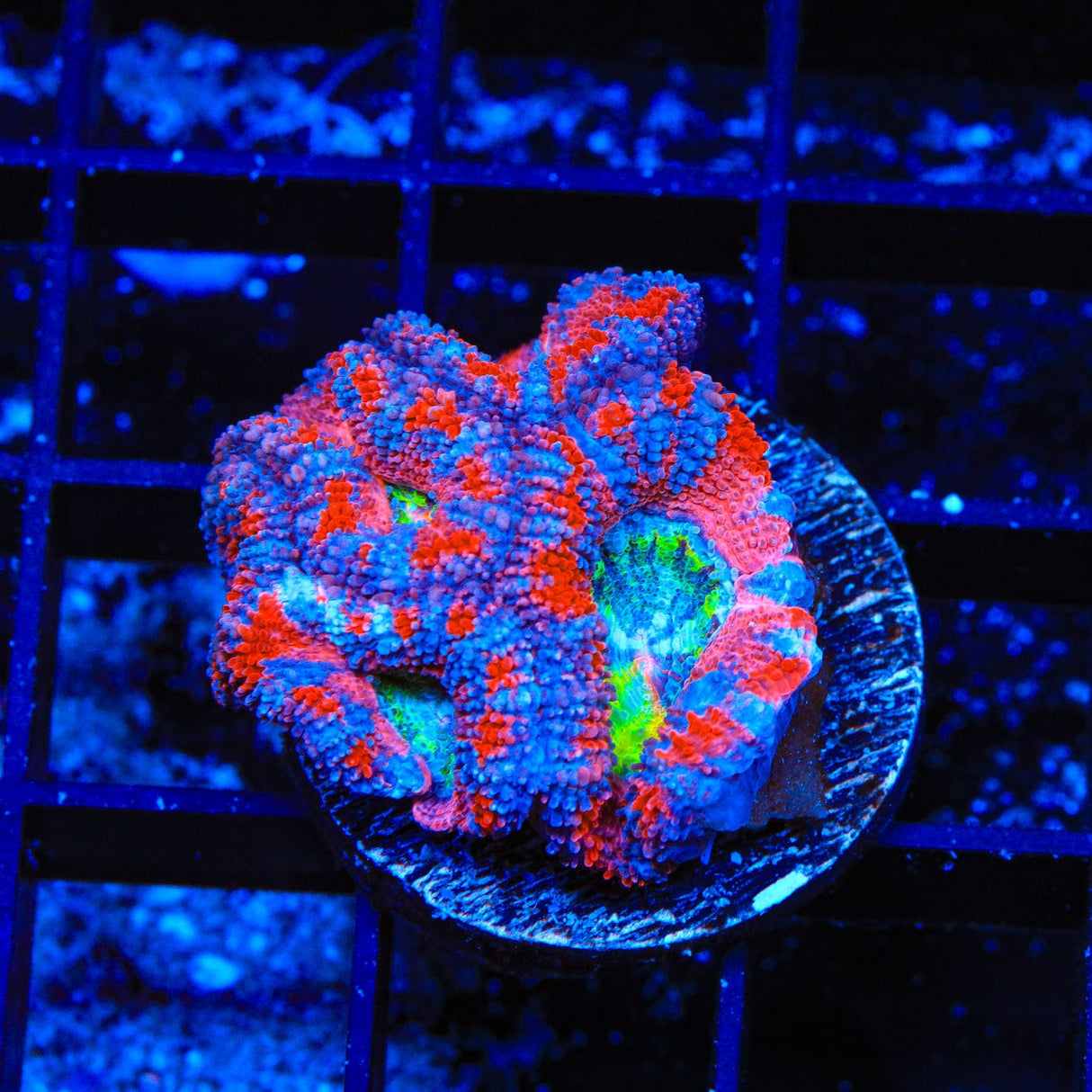 Rainbow Acan Coral