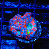 Rainbow Acan Coral
