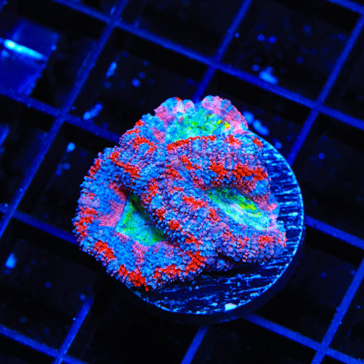 Rainbow Acan Coral