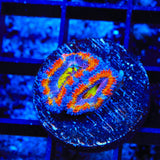 Rainbow Acan Coral