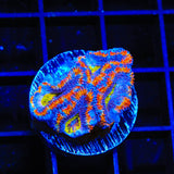 Rainbow Acan Coral
