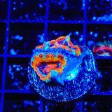 Rainbow Acan Coral