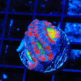 Rainbow Acan Coral