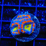Rainbow Acan Coral