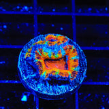 Rainbow Acan Coral