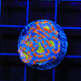 Rainbow Acan Coral