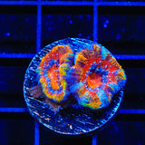 Rainbow Acan Coral