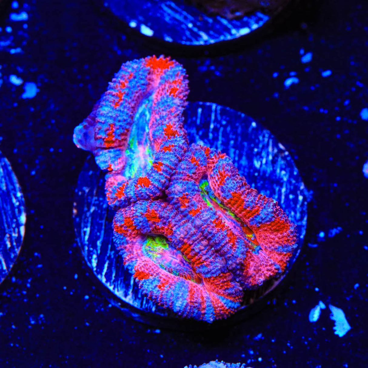 Rainbow Acan Coral