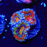 Rainbow Acan Coral